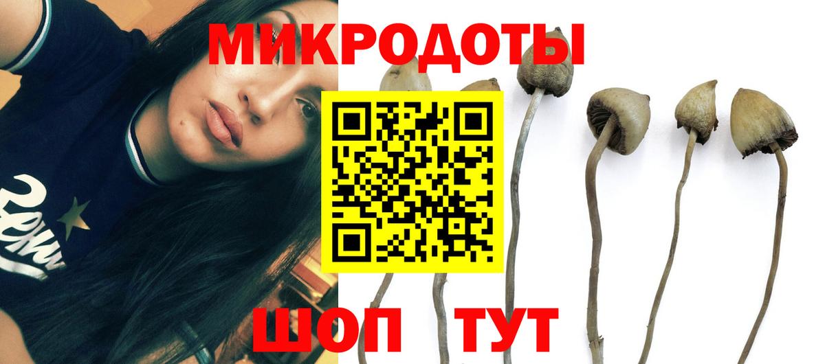 Псилоцибиновые грибы Psilocybine cubensis Красноярск
